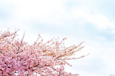 Bahar zaman içinde gökyüzü içinde güzel kiraz çiçeği sakura. Tam Bloom kiraz çiçeği.