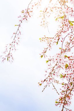 Bahar zaman içinde gökyüzü içinde güzel kiraz çiçeği sakura. Tam Bloom kiraz çiçeği.