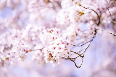 Bahar zaman içinde gökyüzü içinde güzel kiraz çiçeği sakura. Tam Bloom kiraz çiçeği.