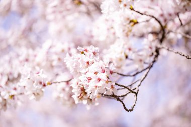 Bahar zaman içinde mavi gökyüzü içinde güzel kiraz çiçeği sakura. Tam Bloom kiraz çiçeği.