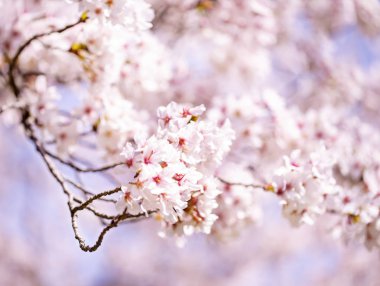 Bahar zaman içinde gökyüzü içinde güzel kiraz çiçeği sakura. Tam Bloom kiraz çiçeği.