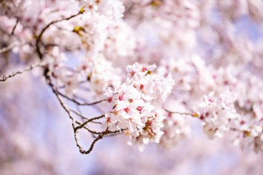 Bahar zaman içinde mavi gökyüzü içinde güzel kiraz çiçeği sakura. Tam Bloom kiraz çiçeği.