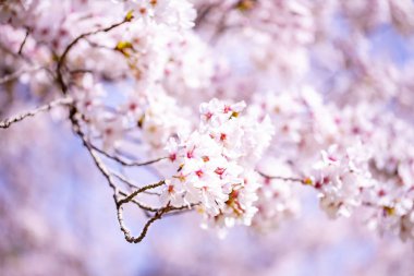 Bahar zaman içinde gökyüzü içinde güzel kiraz çiçeği sakura. Tam Bloom kiraz çiçeği.