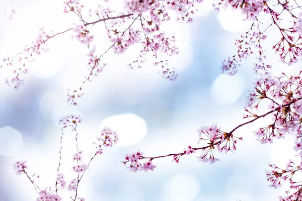 Sakura όμορφο κεράσι ανθίσει κατά άνοιξη πάνω από τον ουρανό. Άνθη κερασιάς σε πλήρη άνθιση. — Φωτογραφία Αρχείου