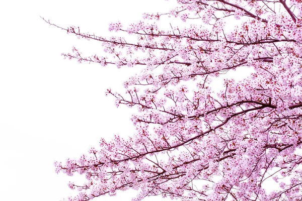 Bela flor de cerejeira sakura no tempo da primavera sobre o céu. Flor de cerejeira em plena flor . — Fotografia de Stock