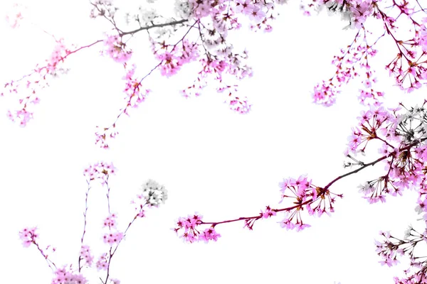 봄 시간 동안 하늘에서에서의 아름 다운 벚꽃 벚꽃 벚꽃 만개. — 스톡 사진