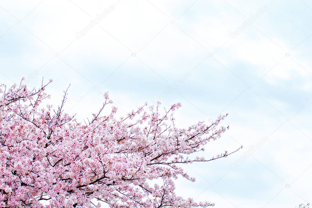 Beautiful cherry blossom sakura in spring time over blue sky.Cherry blossom in full bloom.