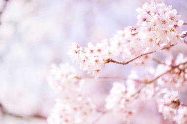Bahar zaman içinde gökyüzü içinde güzel kiraz çiçeği sakura. Tam Bloom kiraz çiçeği.