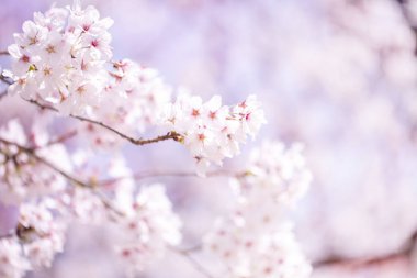 Bahar zaman içinde gökyüzü içinde güzel kiraz çiçeği sakura. Tam Bloom kiraz çiçeği.