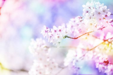 Bahar zaman içinde gökyüzü içinde güzel kiraz çiçeği sakura. Tam Bloom kiraz çiçeği.
