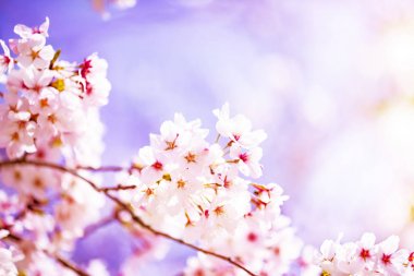 Bahar zaman içinde gökyüzü içinde güzel kiraz çiçeği sakura. Tam Bloom kiraz çiçeği.