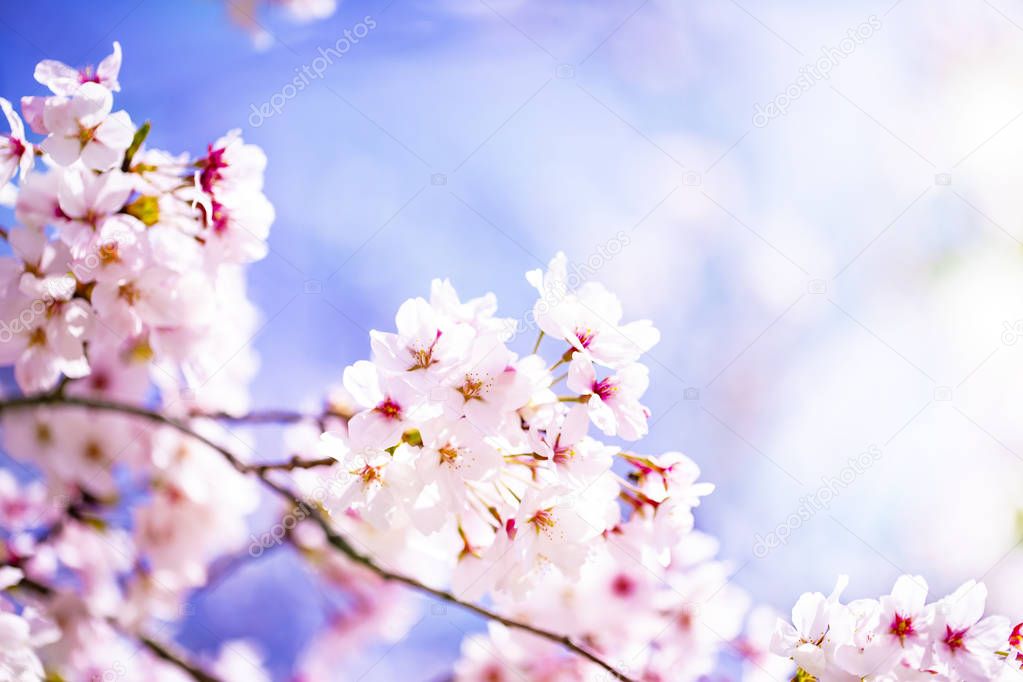 Beautiful cherry blossom sakura in spring time over sky.Cherry blossom in full bloom.