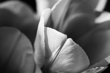 Lale çiçek siyah arka plan üzerine izole kafa