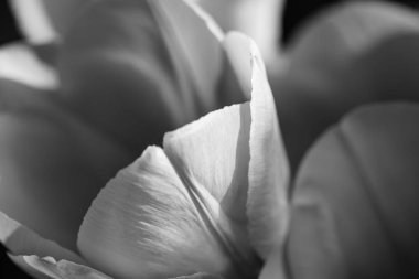 Lale çiçek üzerinde siyah background.close kadar izole kafa.