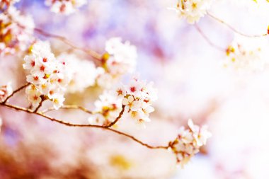 Bahar zaman içinde gökyüzü içinde güzel kiraz çiçeği sakura. Tam Bloom kiraz çiçeği.