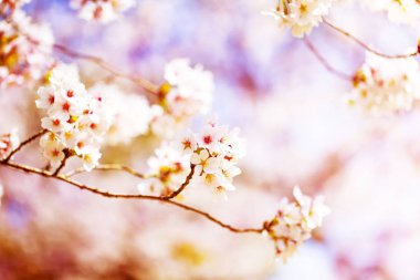 Bahar zaman içinde gökyüzü içinde güzel kiraz çiçeği sakura. Tam Bloom kiraz çiçeği.