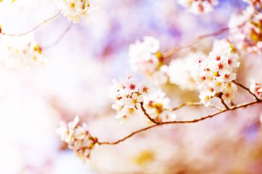 Bahar zaman içinde gökyüzü içinde güzel kiraz çiçeği sakura. Tam Bloom kiraz çiçeği.