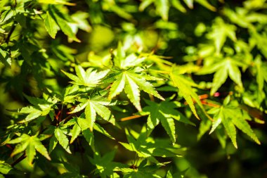 Bahar Japonya'da yeşil renkli sonbahar renk tonları.