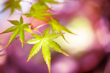 spring.close kadar içinde pembe arka plan üzerinde yeşil renkli sonbahar renk tonları.