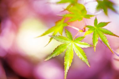 yağmur mevsimi sonbahar tonlarını yeşil renkli.