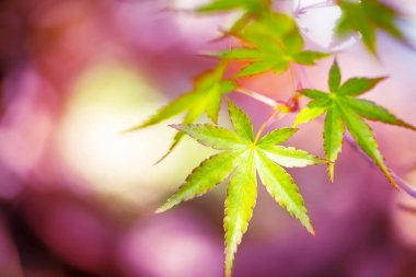 yağmur mevsimi sonbahar tonlarını yeşil renkli.