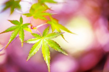 yağmur mevsimi sonbahar tonlarını yeşil renkli.