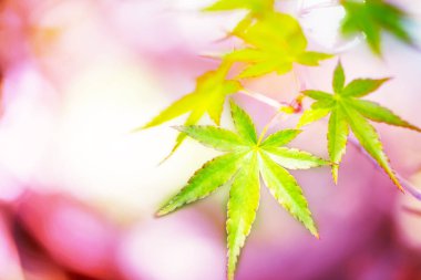 spring.close kadar içinde pembe arka plan üzerinde yeşil renkli sonbahar renk tonları.