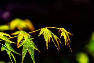 yeşil ve kırmızı renkli sonbahar tonlarını yağmur mevsimi.