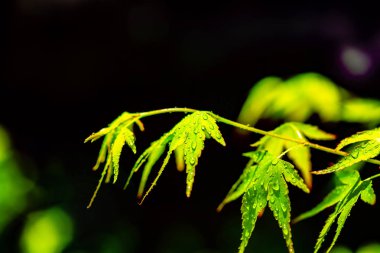 yeşil ve kırmızı renkli sonbahar tonlarını yağmur mevsimi.