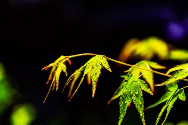yeşil ve kırmızı renkli sonbahar tonlarını yağmur mevsimi.