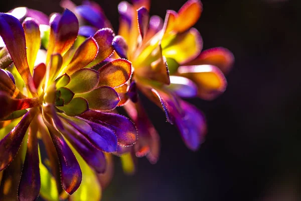 Hermoso Colorido Aeonium Aislado Sobre Fondo Negro Temporada Primavera Close — Foto de Stock