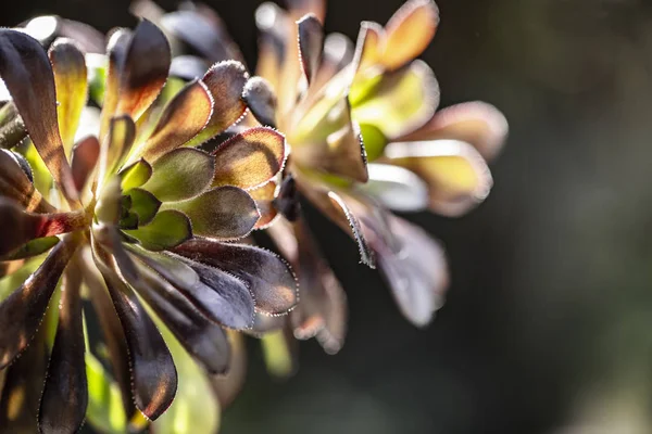 Gyönyörű fekete Aeonium elszigetelt fekete háttér a tavaszi. — Stock Fotó