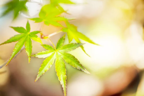 green colored autumnal tints on brown background.close up.