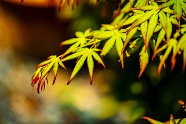 yeşil ve kırmızı renkli sonbahar tonlarını yağmur mevsimi.