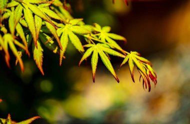 yeşil ve kırmızı renkli sonbahar tonlarını yağmur mevsimi.