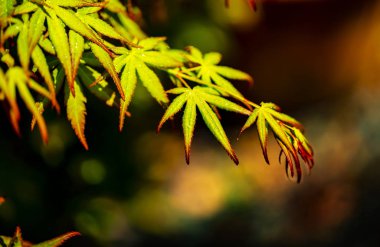 yeşil ve kırmızı renkli sonbahar tonlarını yağmur mevsimi.