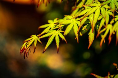 yeşil ve kırmızı renkli sonbahar tonlarını kadar yağışlı season.close.