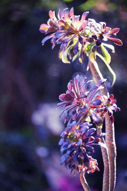 Bahar season.close içinde siyah arka plan üzerine kadar izole güzel renkli Aeonium.
