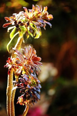 Siyah arka plan üzerine baharda izole güzel renkli Aeonium.