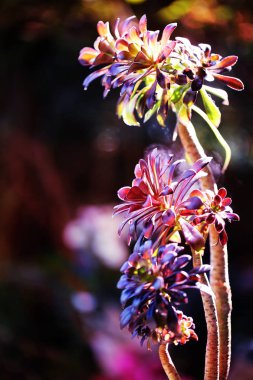 Siyah arka plan üzerine baharda izole güzel renkli Aeonium.