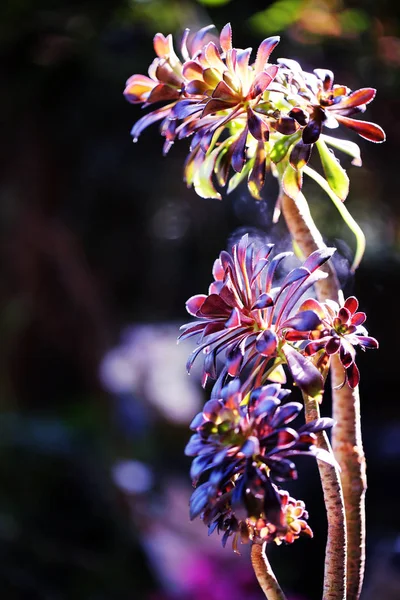 Krásné barevné Aeonium izolované na černém pozadí na jaře. — Stock fotografie