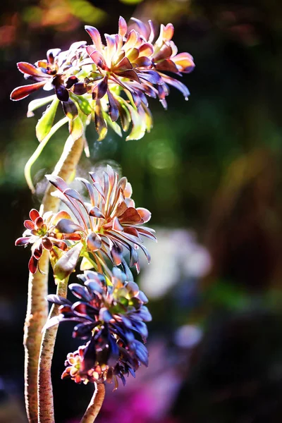 Beau Aeonium coloré isolé sur fond noir au printemps . — Photo
