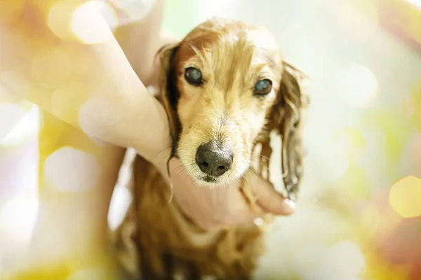 A dog taking a shower with soap and water.He looks into the camera.