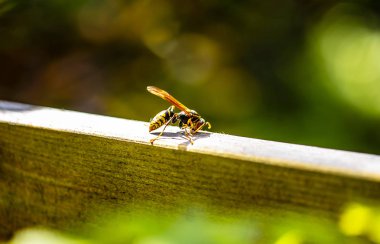 ahşap bahçe içinde izole bir kağıt wasp.