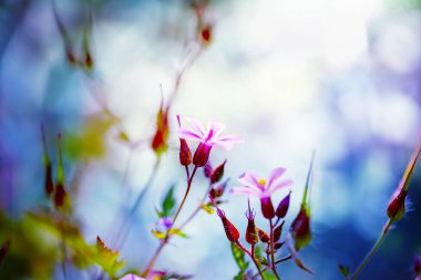 Sardunya robertianum bahar bahçe blossoming.