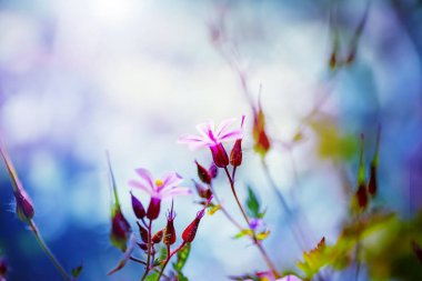 Sardunya robertianum bahar bahçe blossoming.