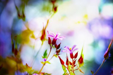 Sardunya robertianum bahar bahçe blossoming.