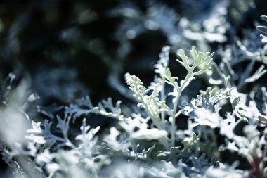 Dusty miller bitki veya Cineraria doku. Bahçedeki gümüş toz.