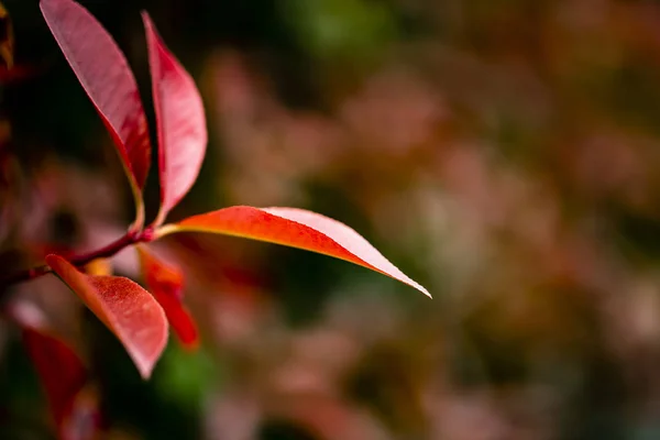 Belle Photinia rouge utilisé pour une haie ou un fond. — Photo