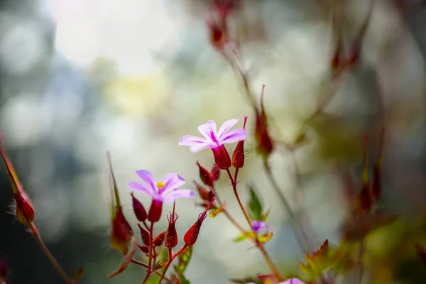 Kakost smrdutý, kvetoucí v jarní zahradě. — Stock fotografie